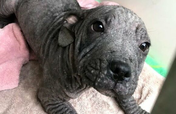 Neglected bald puppy is unrecognisable after incredible transformation