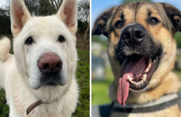 Nine rescue dogs facing heartbreaking second Christmas in kennels