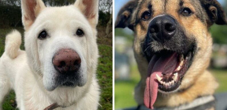 Nine rescue dogs facing heartbreaking second Christmas in kennels