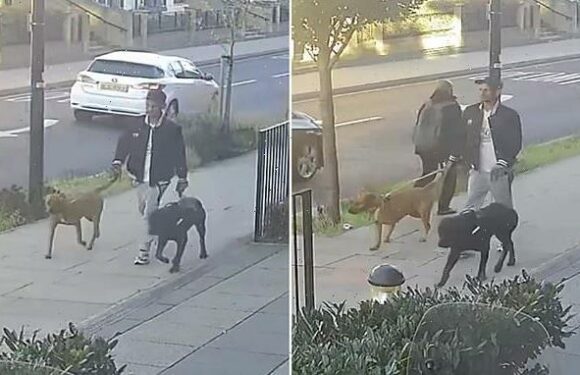Police release CCTV in hunt for owner of two dogs that mauled girl