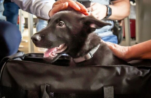 Puppy heartlessly abandoned at airport eventually adopted by pilot who found him