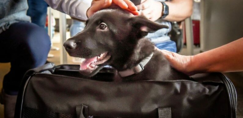 Puppy heartlessly abandoned at airport eventually adopted by pilot who found him