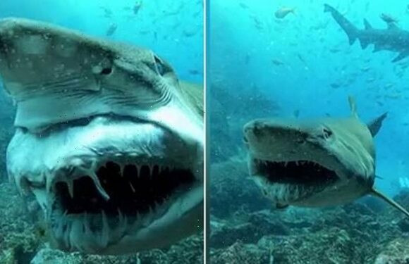 Scary moment a shark swims past a diver and smiles at him