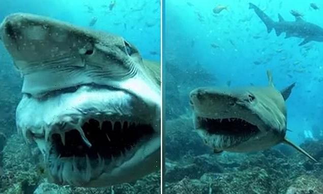 Scary moment a shark swims past a diver and smiles at him