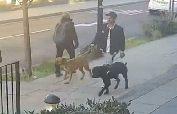 Schoolgirl, 11, mauled by dog in 'shocking and sustained attack' as cops release CCTV of wanted man walking beasts | The Sun