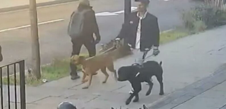 Schoolgirl, 11, mauled by dog in 'shocking and sustained attack' as cops release CCTV of wanted man walking beasts | The Sun