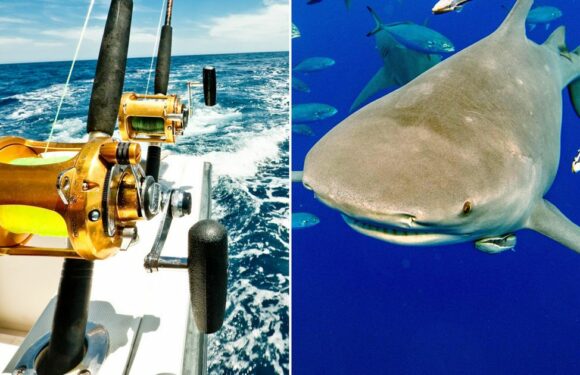 Shark divers tricked into setting 19 sharks free and stealing fishing gear