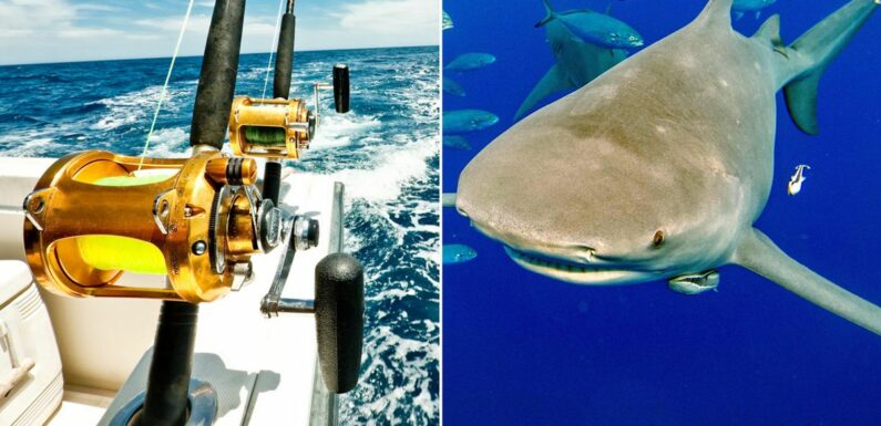 Shark divers tricked into setting 19 sharks free and stealing fishing gear