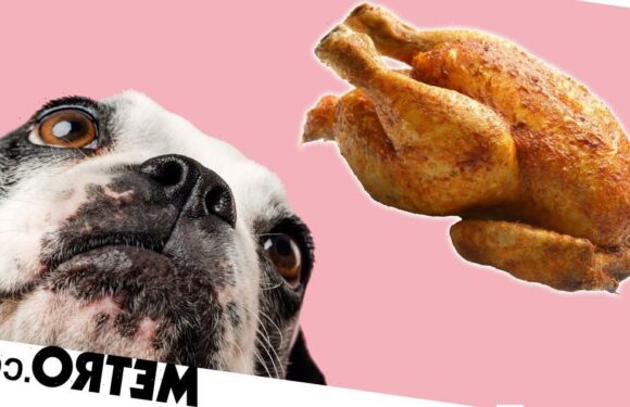 The food items your dog can and can't eat this Christmas