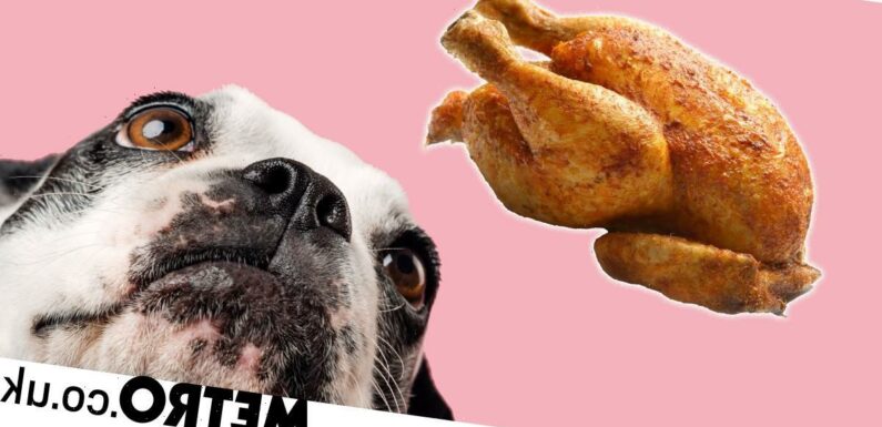 The food items your dog can and can't eat this Christmas