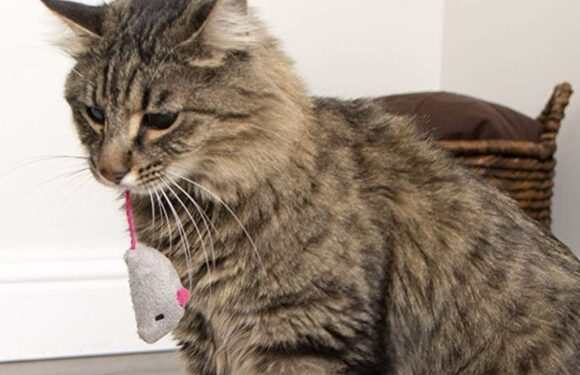This $2 Kitten-Approved Catnip Toy Set Has Become an Instant Favorite For Over 28,000 Shoppers’ Cats