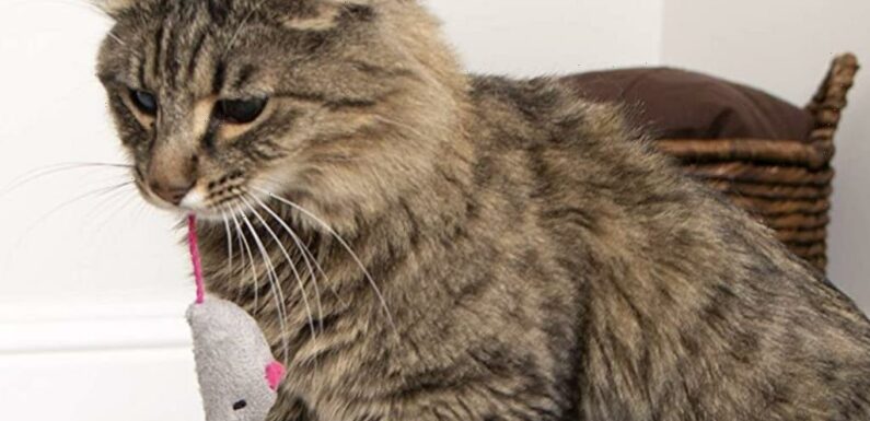 This $2 Kitten-Approved Catnip Toy Set Has Become an Instant Favorite For Over 28,000 Shoppers’ Cats