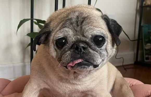 TikTok's Favorite Dog Noodle the Pug Dead at Age 14