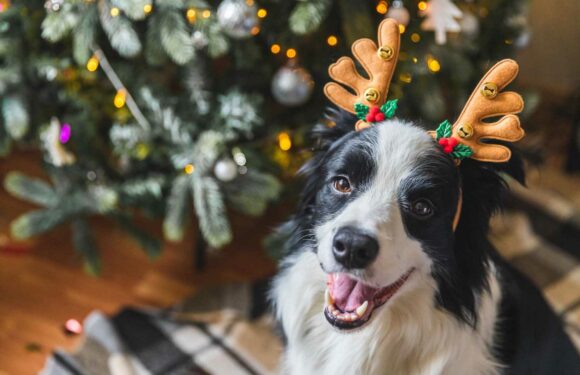 Urgent warning to pet owners over common Christmas item that can cause 'serious problems' for animals | The Sun