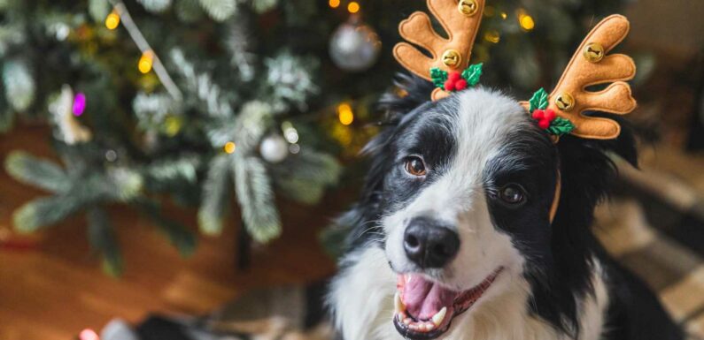 Urgent warning to pet owners over common Christmas item that can cause 'serious problems' for animals | The Sun
