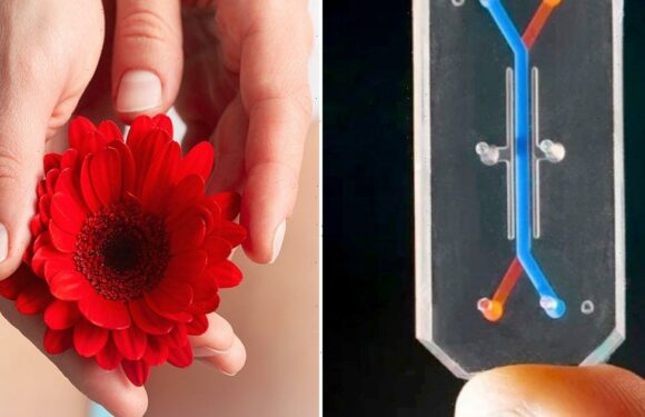 Vagina Chip ‘walks, talks, and quacks like a human vagina’, claims scientist