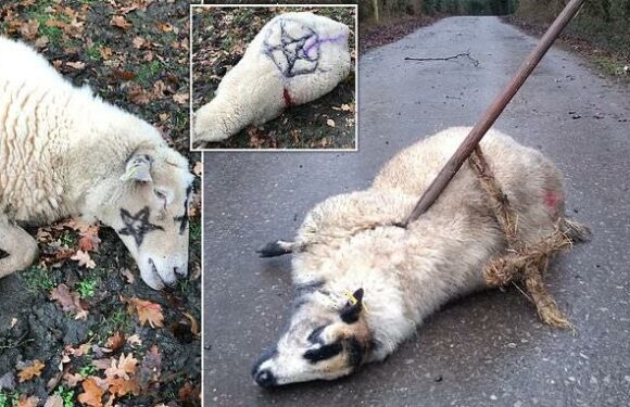 Vicar targeted by 'Satanists' warns of 'sinister' acts after cat hung