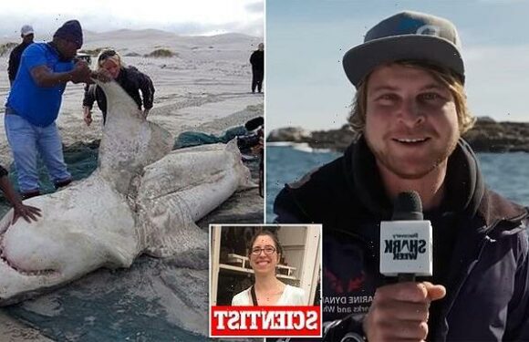 WaPo claims SHARK WEEK features too many white male experts onscreen