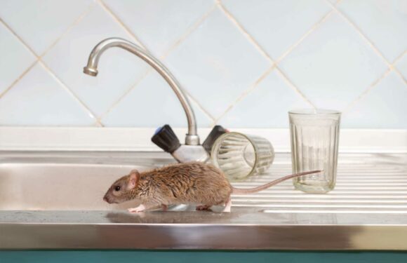 Warning for Brits over rat invasion as cold snap drives them into homes after warm autumn | The Sun