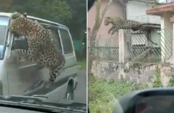 Watch as pouncing leopard savages van during violent rampage that saw 13 people hospitalised | The Sun