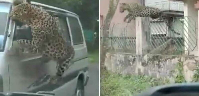 Watch as pouncing leopard savages van during violent rampage that saw 13 people hospitalised | The Sun