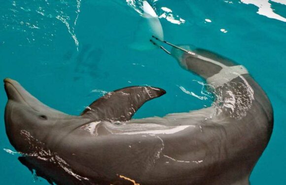 Winter the Dolphin from 'Dolphin Tale' Dead at 16 After Infection