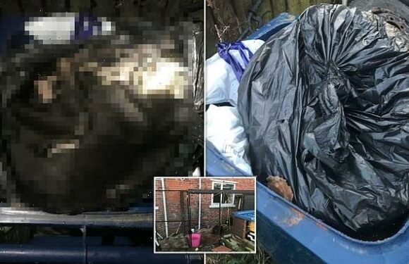 Woman threw her emaciated lurcher dog in a wheelie bin 'like rubbish'