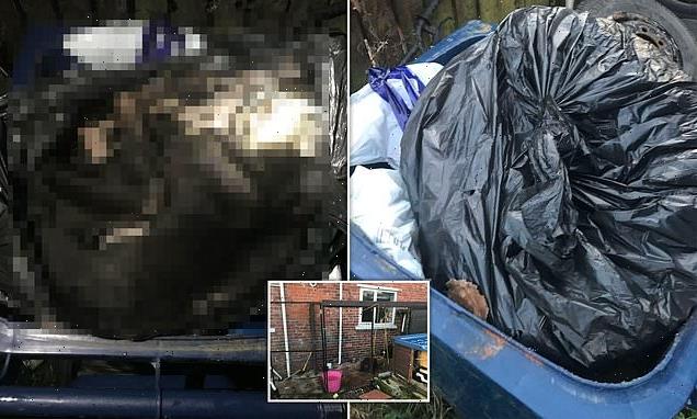 Woman threw her emaciated lurcher dog in a wheelie bin 'like rubbish'