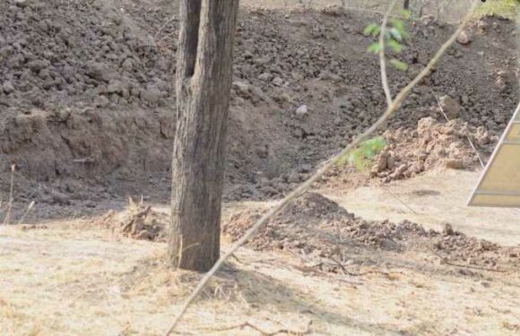 You could have the eyes of a marksman if you can spot the leopard in this photo | The Sun