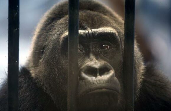 'World's loneliest gorilla' prepares for another Christmas behind bars