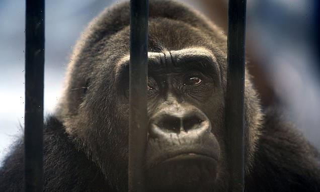 'World's loneliest gorilla' prepares for another Christmas behind bars