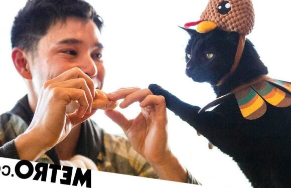 'Naughty' cat loves stealing his owner's food right off the fork