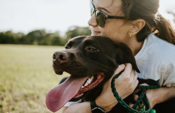 10 Best Dog Treats for Separation Anxiety and Stress 2023