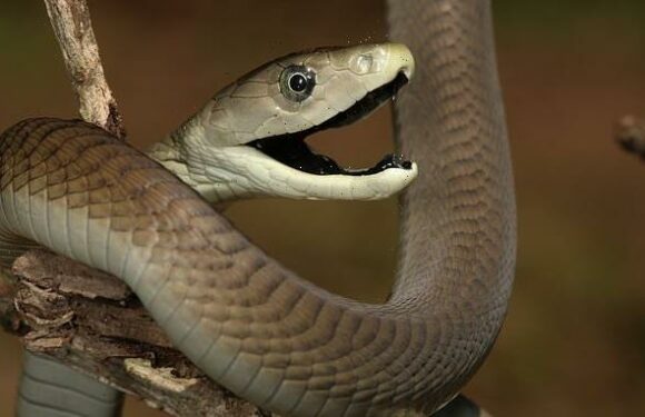 A girl, 17, is killed by black mamba during a lesson in Zimbabwe