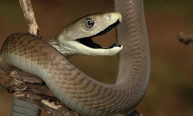 A girl, 17, is killed by black mamba during a lesson in Zimbabwe