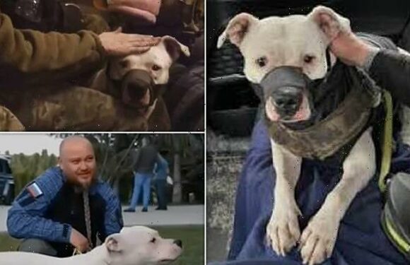 Adik the dog stolen by Russian soldiers returned in prisoner exchange