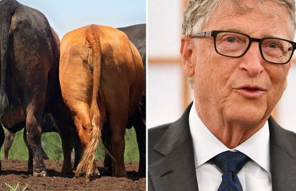 Bill Gates invests £9.7 million in ‘tackling cow farts’ through Aussie startup