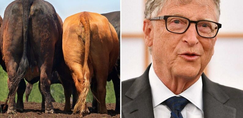 Bill Gates invests £9.7 million in ‘tackling cow farts’ through Aussie startup