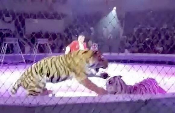 Brutal tiger fight breaks out in circus ring in front of  children