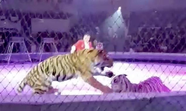 Brutal tiger fight breaks out in circus ring in front of  children
