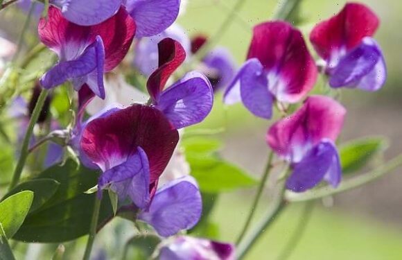CIAR BYRNE's essential jobs for your garden this week