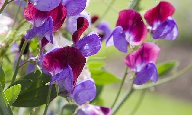 CIAR BYRNE's essential jobs for your garden this week
