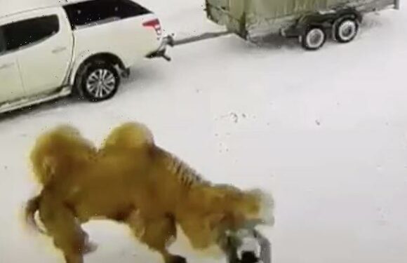 Camel kills worker after he punched it at Russian children's camp