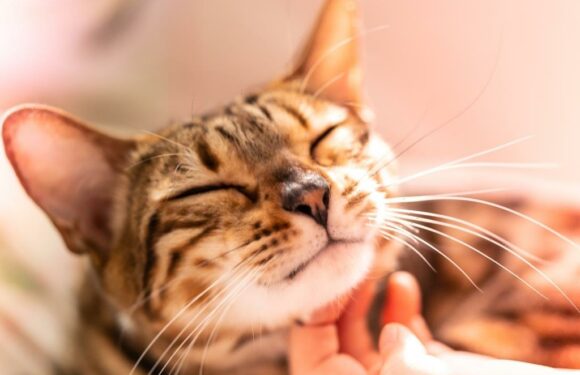 Cat Owners Swear This $13 Waterless Shampoo from Amazon Is the ‘Best Way to Bathe a Cat’