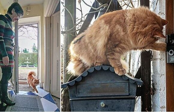 Cat uses motion sensor doorbell so she can open the door for him