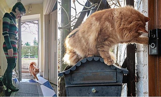 Cat uses motion sensor doorbell  so she can open the door for him