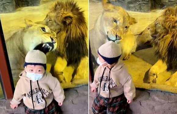 Chinese toddler is unfazed as lioness tries to sink her fangs into him