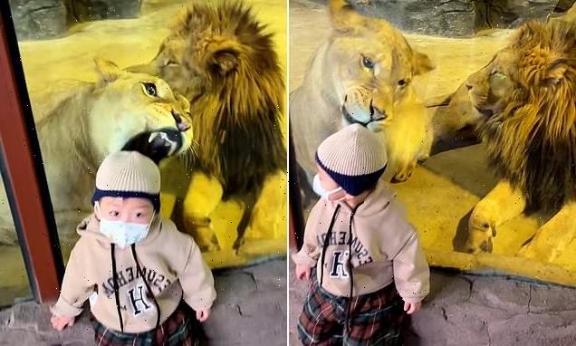 Chinese toddler is unfazed as lioness tries to sink her fangs into him