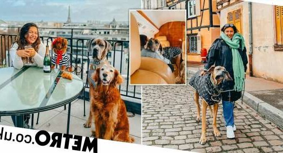 Couple charter a £80,000 private jet to fly their three dogs across the world