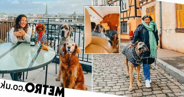 Couple charter a £80,000 private jet to fly their three dogs across the world